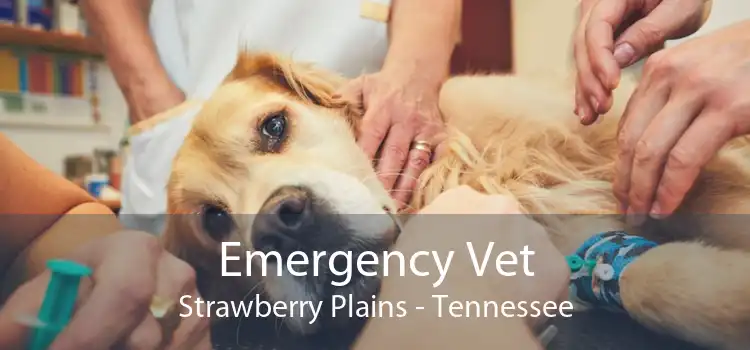 Emergency Vet Strawberry Plains - Tennessee