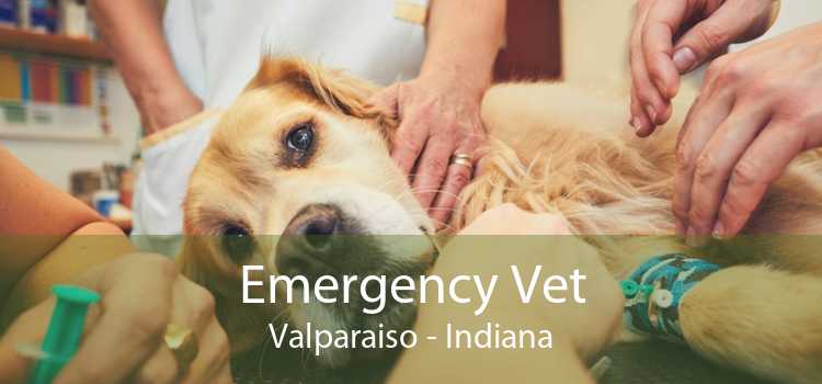 Emergency Vet Valparaiso - Indiana