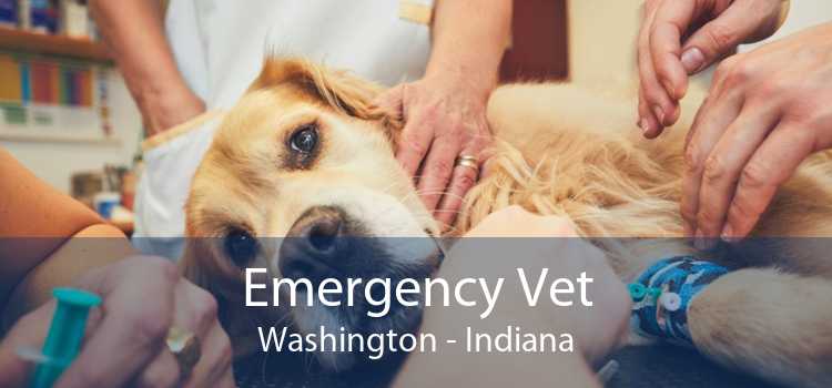 Emergency Vet Washington - Indiana