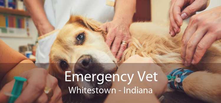 Emergency Vet Whitestown - Indiana