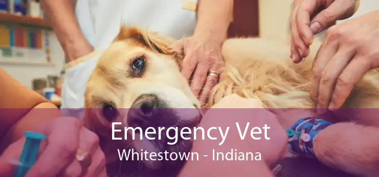 Emergency Vet Whitestown - Indiana