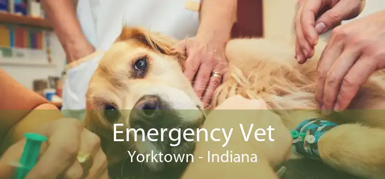 Emergency Vet Yorktown - Indiana