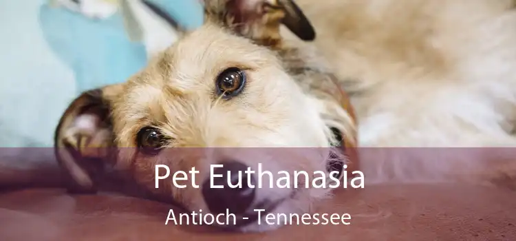 Pet Euthanasia Antioch - Tennessee