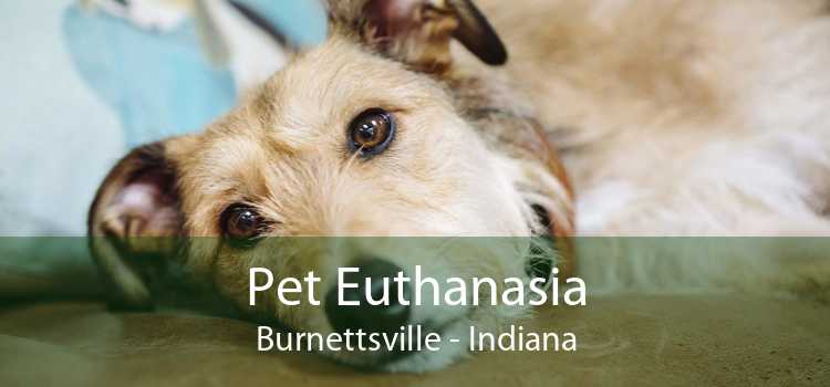 Pet Euthanasia Burnettsville - Indiana