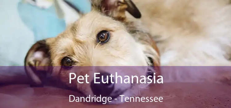 Pet Euthanasia Dandridge - Tennessee