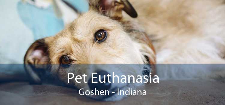 Pet Euthanasia Goshen - Indiana