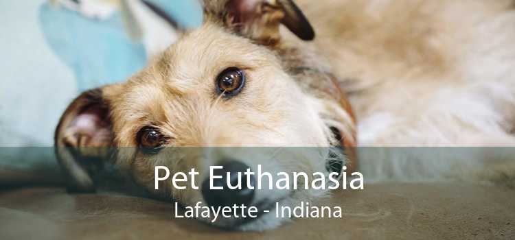 Pet Euthanasia Lafayette - Indiana