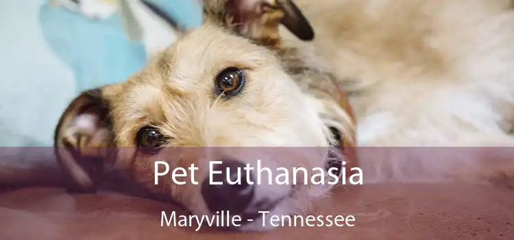 Pet Euthanasia Maryville - Tennessee