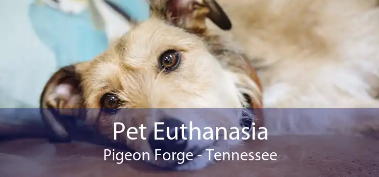 Pet Euthanasia Pigeon Forge - Tennessee