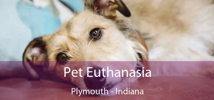 Pet Euthanasia Plymouth - Indiana