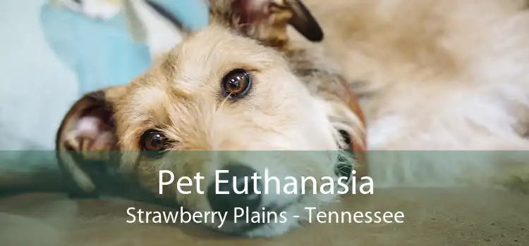 Pet Euthanasia Strawberry Plains - Tennessee