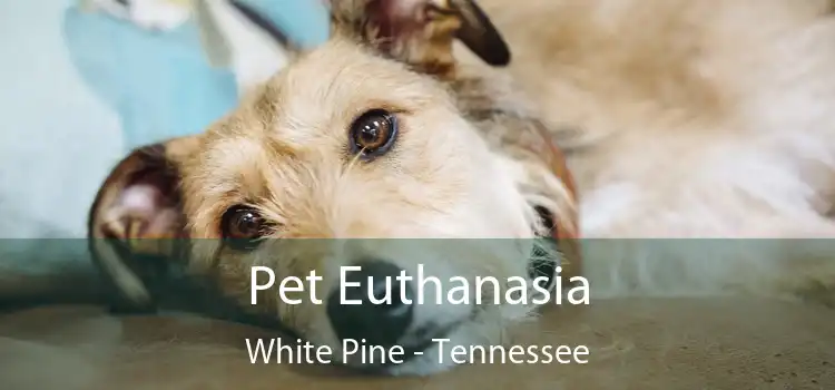 Pet Euthanasia White Pine - Tennessee