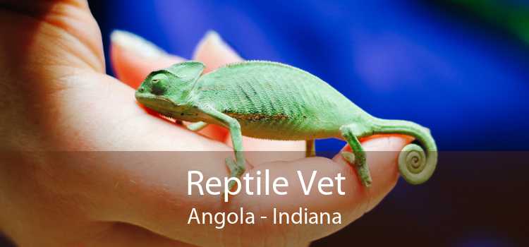 Reptile Vet Angola - Indiana