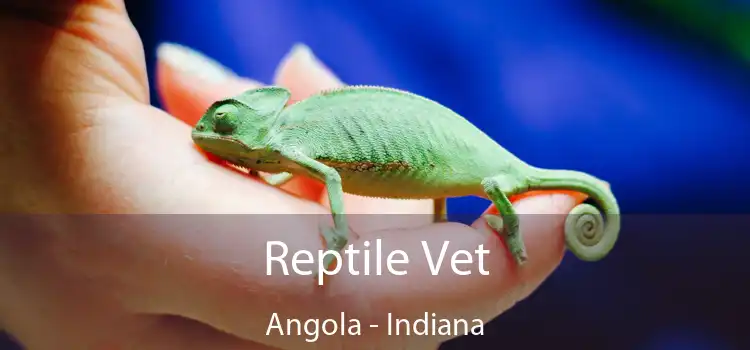 Reptile Vet Angola - Indiana