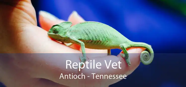 Reptile Vet Antioch - Tennessee