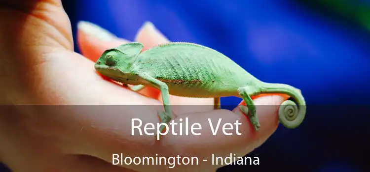 Reptile Vet Bloomington - Indiana