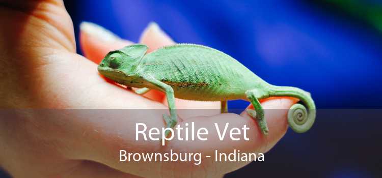 Reptile Vet Brownsburg - Indiana