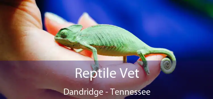 Reptile Vet Dandridge - Tennessee