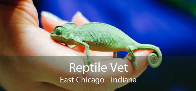 Reptile Vet East Chicago - Indiana