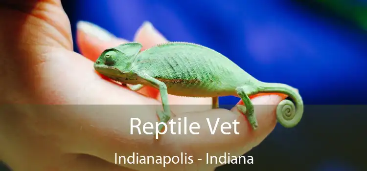 Reptile Vet Indianapolis - Indiana