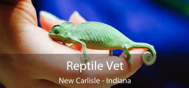 Reptile Vet New Carlisle - Indiana