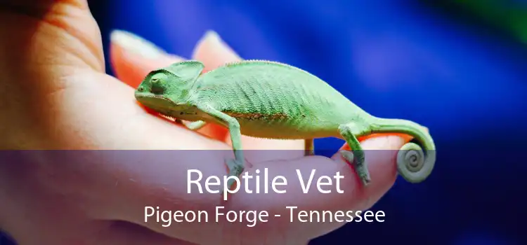 Reptile Vet Pigeon Forge - Tennessee