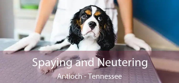 Spaying and Neutering Antioch - Tennessee