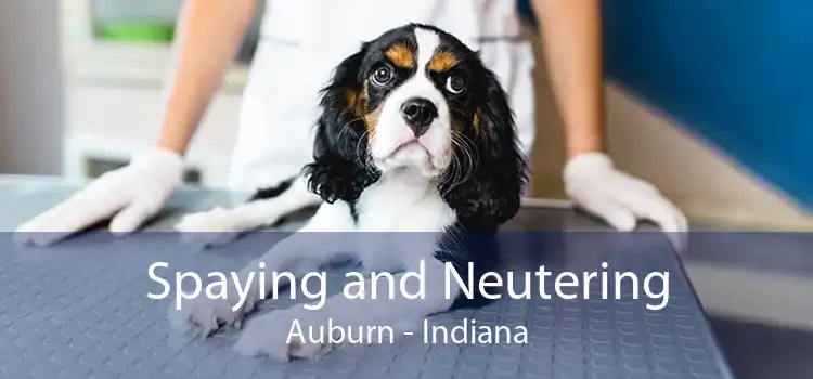 Spaying and Neutering Auburn - Indiana