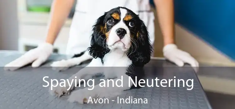 Spaying and Neutering Avon - Indiana