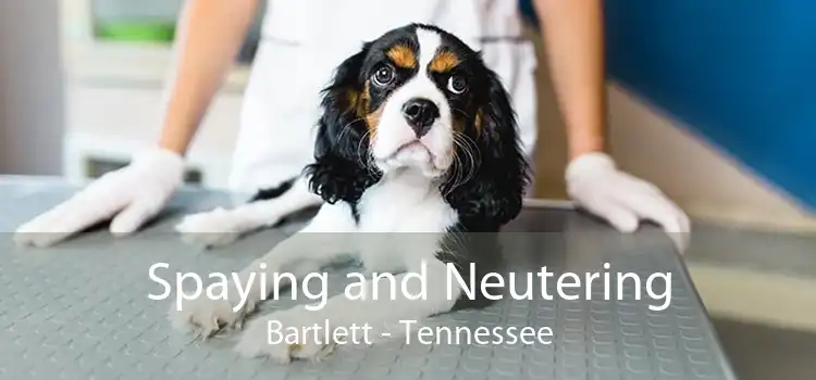 Spaying and Neutering Bartlett - Tennessee