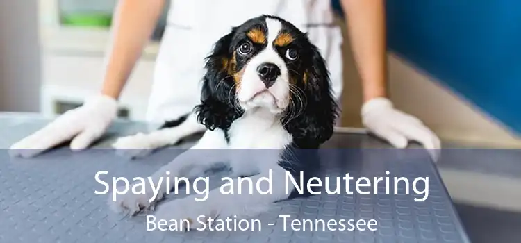 Spaying and Neutering Bean Station - Tennessee