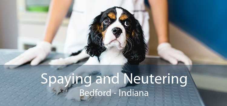 Spaying and Neutering Bedford - Indiana