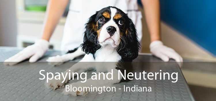 Spaying and Neutering Bloomington - Indiana