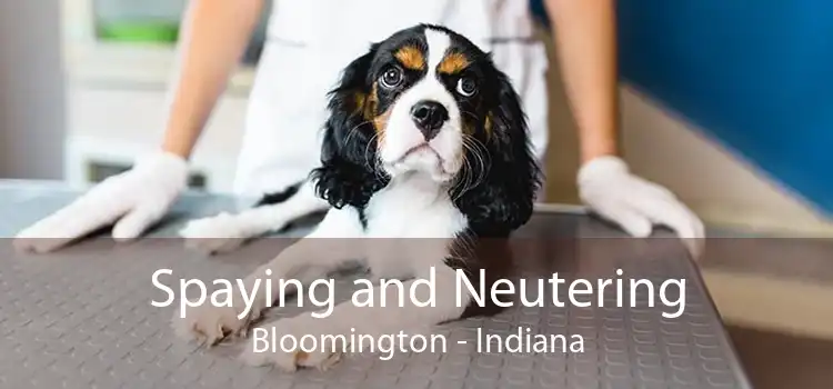 Spaying and Neutering Bloomington - Indiana