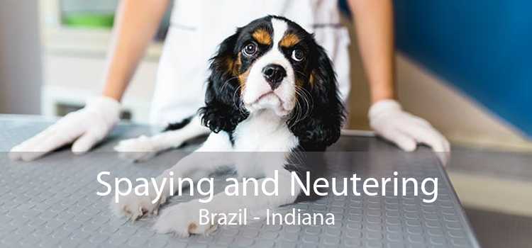 Spaying and Neutering Brazil - Indiana