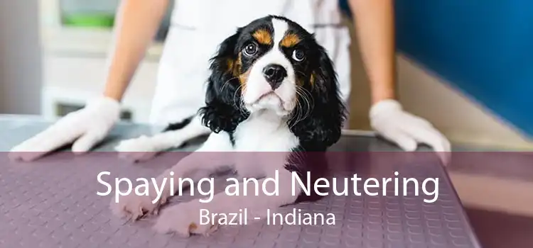 Spaying and Neutering Brazil - Indiana