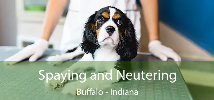 Spaying and Neutering Buffalo - Indiana