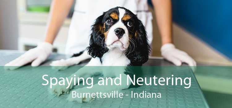 Spaying and Neutering Burnettsville - Indiana