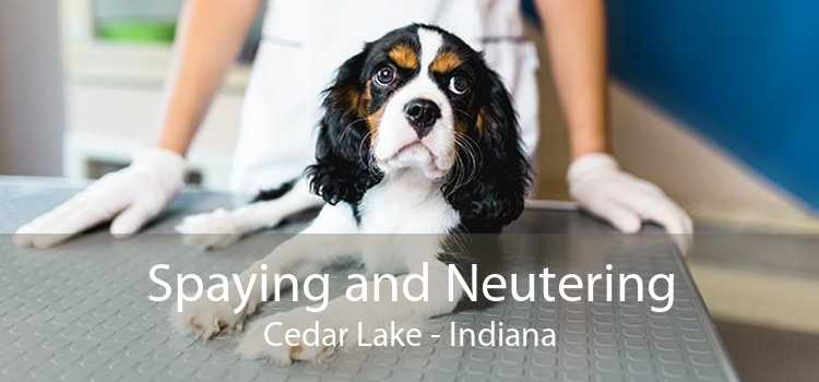 Spaying and Neutering Cedar Lake - Indiana