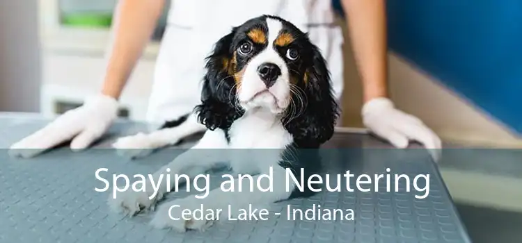 Spaying and Neutering Cedar Lake - Indiana