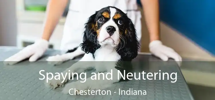 Spaying and Neutering Chesterton - Indiana