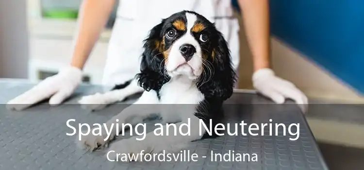 Spaying and Neutering Crawfordsville - Indiana