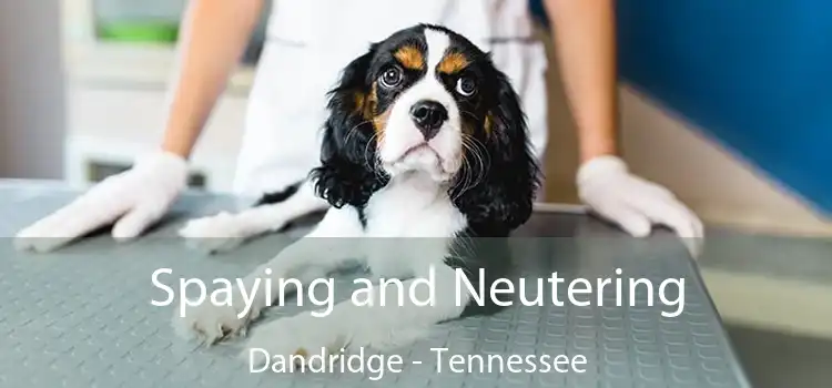 Spaying and Neutering Dandridge - Tennessee