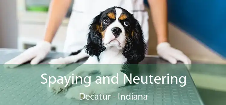 Spaying and Neutering Decatur - Indiana