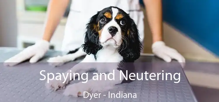 Spaying and Neutering Dyer - Indiana