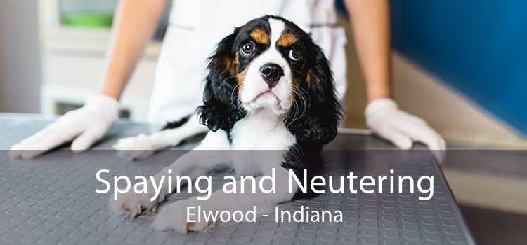 Spaying and Neutering Elwood - Indiana