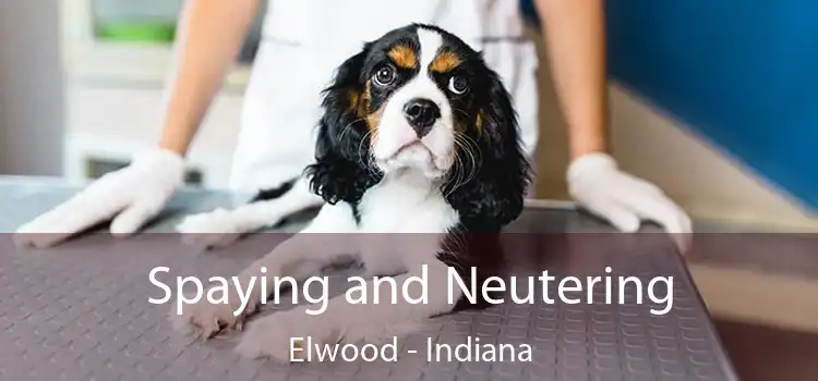 Spaying and Neutering Elwood - Indiana