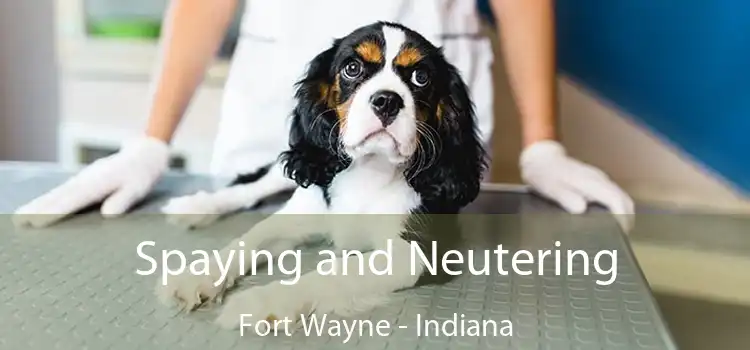 Spaying and Neutering Fort Wayne - Indiana