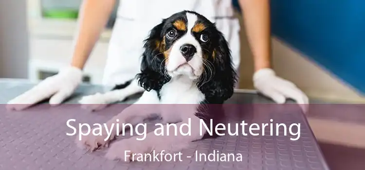 Spaying and Neutering Frankfort - Indiana