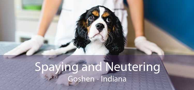 Spaying and Neutering Goshen - Indiana